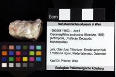 Foto (Objket + Etiketten) von Ululapagurus oroszyi (Fraaije et al., 2019) 